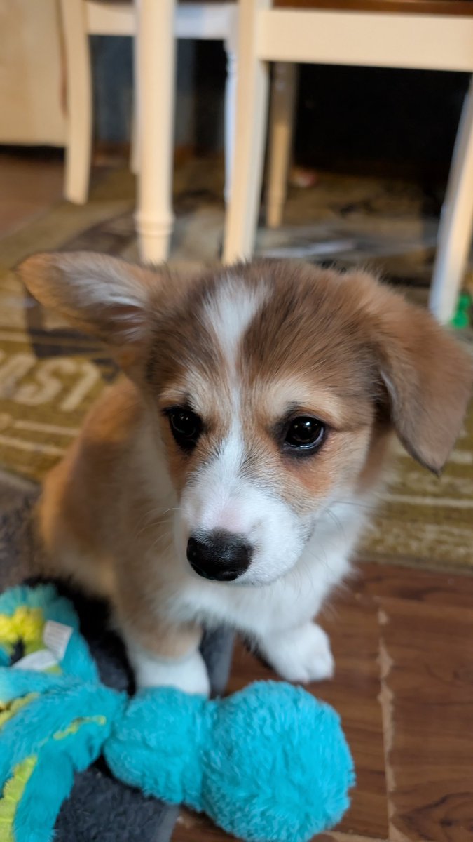 Withermint's tweet image. One of Toast's ears has started perking up 😲✨