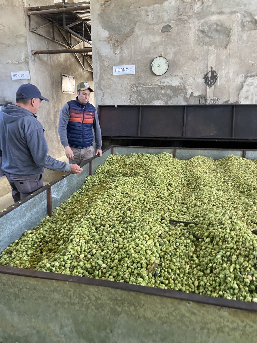 LucioReinoso's tweet photo. Cosecha de #Lupulo en #ElBolson. Las principales variedades cultivadas bajo riego gravicacional  son #Cascade  y #Nugget. Rendimientos del orden de los 25tn/ha humedo que luego de un proceso de secado se ubican en 2000 kg/ha de flor seca aprx. #hop #RioNegro #patagonia https://t.co/EmuOosFc9w