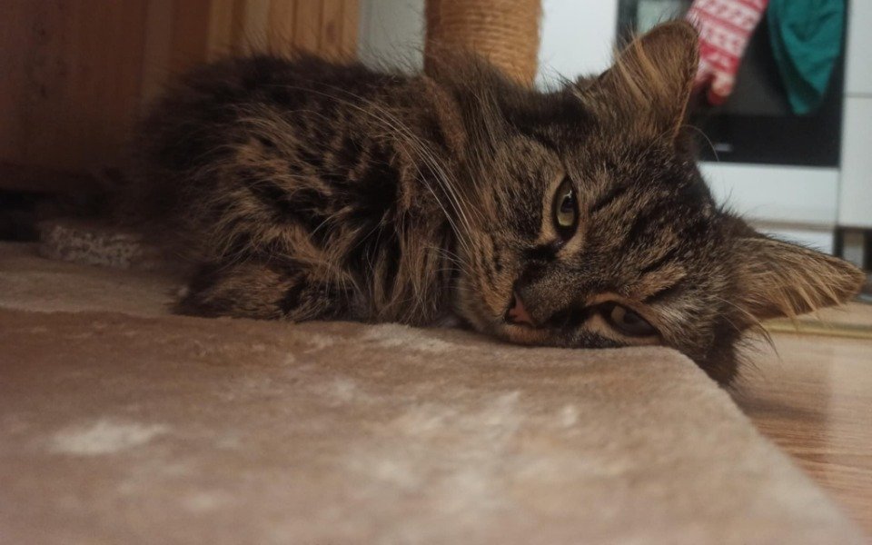 Proszę pomóżcie zakończyć tą zbiórkę. Nie pozwólmy by Kaja odeszła...

Potrzebny drogi lek 💔 
pomagam.pl/nnb4d8