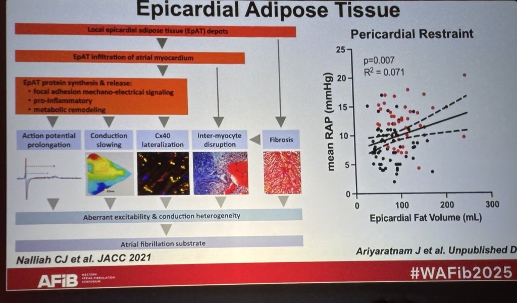 JK Han MD (@netta_doc) on Twitter photo Outstanding talk as usual from <a href="/PrashSanders/">Prash Sanders</a>!
#Obesity leads to #HFpEF physiology thru
⬆️ volume load
⬆️ pericardial restraint (epicardial fat)
⬆️ atrial cardiomyopathy
Which leads to #AFib from
⬆️ intracardiac pressures
⬇️ cardiac reserve
⬇️ exercise capacity
#WAFib2025 Outstanding talk as usual from <a href="/PrashSanders/">Prash Sanders</a>!
#Obesity leads to #HFpEF physiology thru
⬆️ volume load
⬆️ pericardial restraint (epicardial fat)
⬆️ atrial cardiomyopathy
Which leads to #AFib from
⬆️ intracardiac pressures
⬇️ cardiac reserve
⬇️ exercise capacity
#WAFib2025