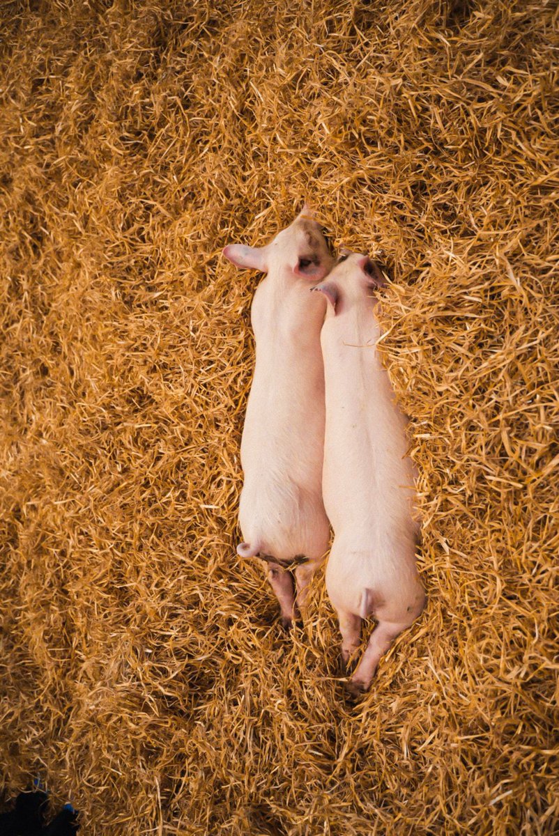 cga_paris's tweet photo. 😴 Fin de journée !
Le #SalonDeLAgriculture ferme ses portes, alors, comme ces petits cochons, il est l’heure de se reposer car c’est la dernière ligne droite ce week-end !
On vous attendra nombreuses et nombreux sur les différents Rings du #ConcoursGénéralAgricole #CGA2025 #SIA https://t.co/AyNxwz8eyQ
