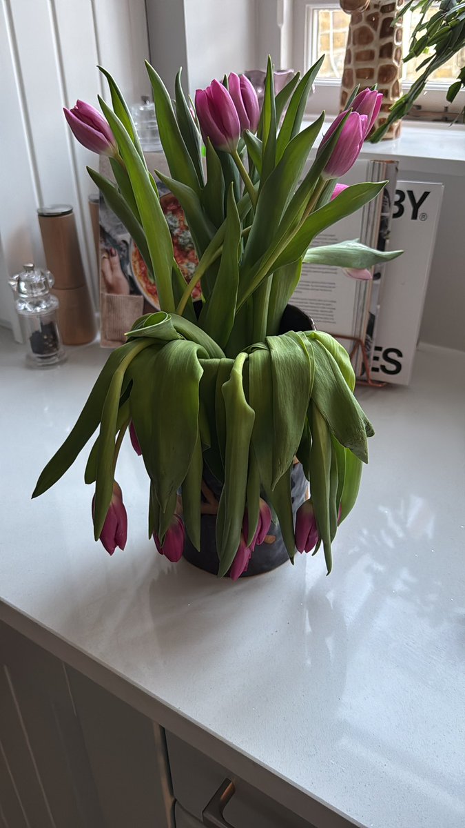 JooLee32's tweet image. this is disappointing - two bunches of @marksandspencer tulips bought at the same time yesterday - one limp and lifeless this morning 🤔