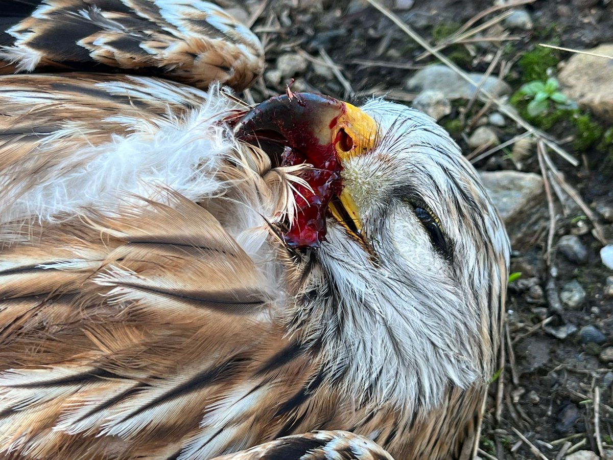 Ian Thomson (@ian_m_thomson) on Twitter photo The latest in a very long list of shot, poisoned or illegally trapped birds of prey found in the Strathdon area <a href="/RSPBbirders/">RSPB Birders</a> <a href="/RSPBScotland/">RSPB Scotland</a> <a href="/revive/">me</a> <a href="/ScotRaptorStudy/">ScotRaptorStudy</a> <a href="/RaptorPersUK/">Raptor Persecution UK</a> The latest in a very long list of shot, poisoned or illegally trapped birds of prey found in the Strathdon area <a href="/RSPBbirders/">RSPB Birders</a> <a href="/RSPBScotland/">RSPB Scotland</a> <a href="/revive/">me</a> <a href="/ScotRaptorStudy/">ScotRaptorStudy</a> <a href="/RaptorPersUK/">Raptor Persecution UK</a>