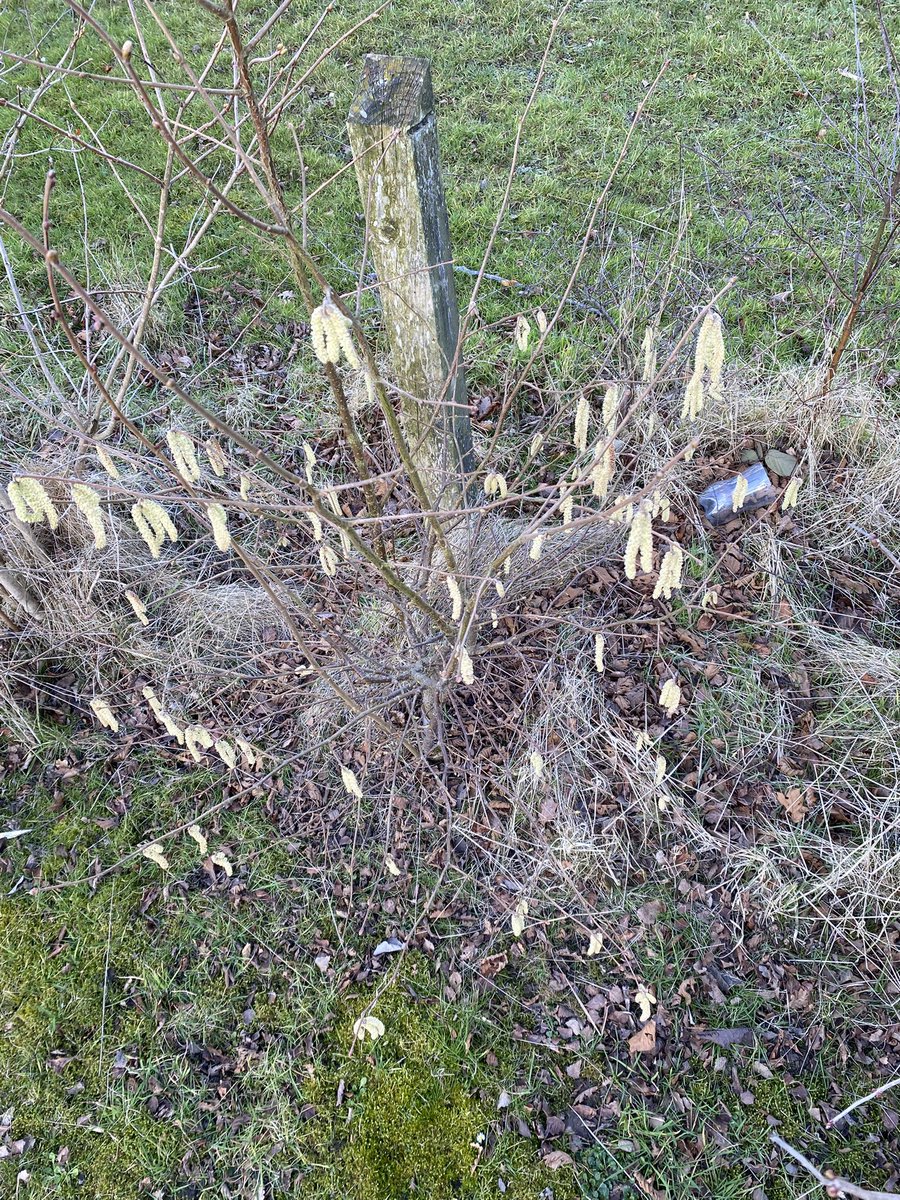 LightmoorGarden's tweet photo. Working towards our platinum award @woodlandtrust we took photos of the same item in the school ground but from a different view - insect view, eye level view and birds eye view #greentreeschoolsaward https://t.co/nERaFNQxj2