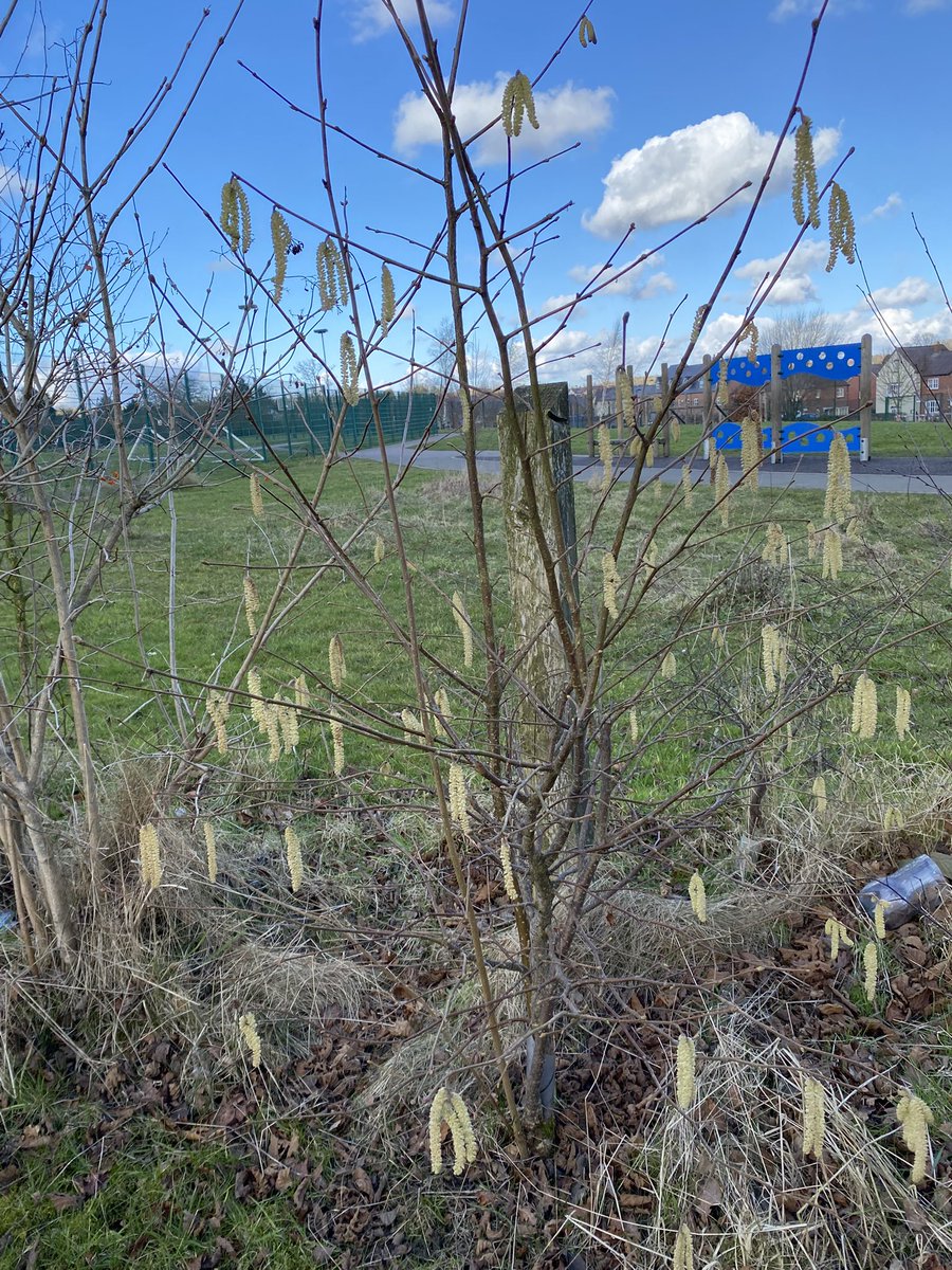 LightmoorGarden's tweet photo. Working towards our platinum award @woodlandtrust we took photos of the same item in the school ground but from a different view - insect view, eye level view and birds eye view #greentreeschoolsaward https://t.co/nERaFNQxj2