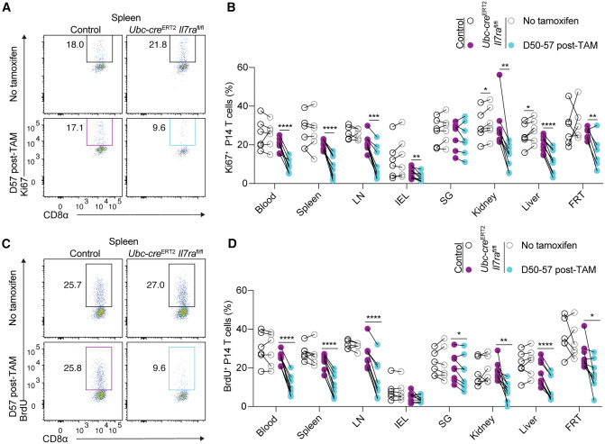 Waggoner Lab (@labwaggoner) on Twitter photo Collaboration between IL-7 and IL-15 enables adaptation of tissue-resident and circulating memory CD8+ TĀ cells to cytokine deficiency <a href="/ImmunityCP/">Immunity</a> <a href="/NNJarjourPhD/">Nicholas Jarjour</a> <a href="/Jamequistlab/">Jameson Hogquist labs</a>
cell.com/immunity/fullt⦠Collaboration between IL-7 and IL-15 enables adaptation of tissue-resident and circulating memory CD8+ T cells to cytokine deficiency <a href="/ImmunityCP/">Immunity</a> <a href="/NNJarjourPhD/">Nicholas Jarjour</a> <a href="/Jamequistlab/">Jameson Hogquist labs</a>
cell.com/immunity/fulltā¦