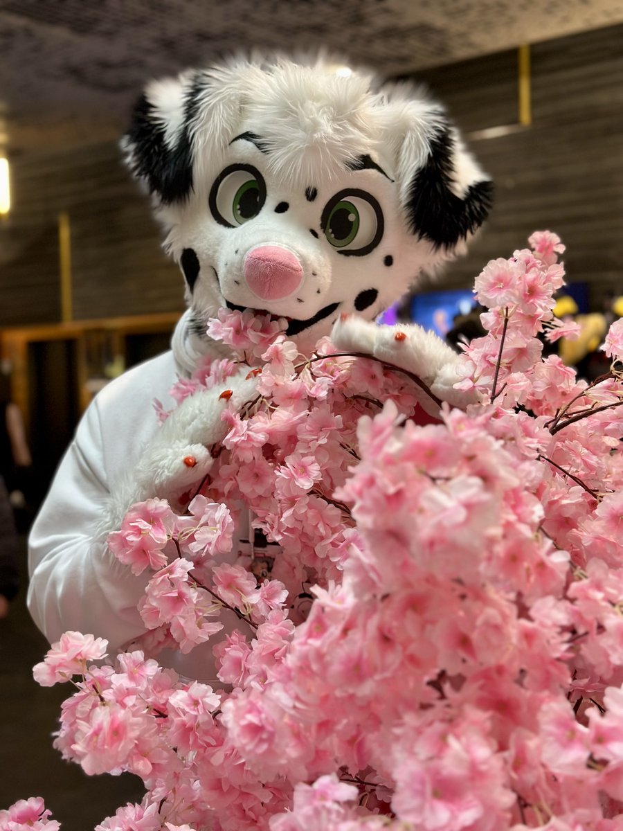 Do you want flower? It is what my nose is made from! 😇 *achoo* 

🪡: ⁦<a href="/Sasa_Creations/">Sasa Creations🌸🔜EF|TFI|EAST</a>⁩

📸: ⁦<a href="/Ruskyyhusky/">Rusky</a>⁩

#fursuitfriday