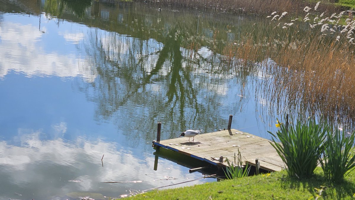 Willow_Ward_'s tweet photo. Lovely afternoon walk in the sunshine 🌞 and bird watching 🦢🐦‍⬛🐦 everyone thoroughly enjoyed it 🚶‍♀️ 🚶‍♂️ #wellbeing #MentalHealth #rehabilitation #walking https://t.co/66nBoj9633
