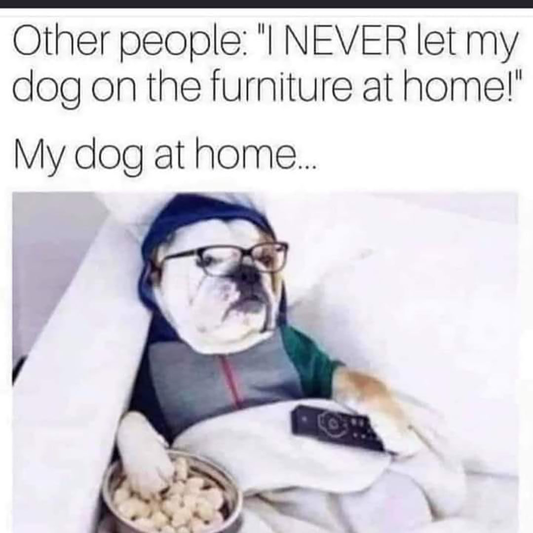 animals_tips's tweet image. Anyone else headed into the weekend excited to hang out with their dog?! 😅 They just look so dang cozy while they’re up on the couch with us! 

#PetsAndAnimalsTips #FridayFun #PetMemes #MansBestFriend #DogIsMyCopilot