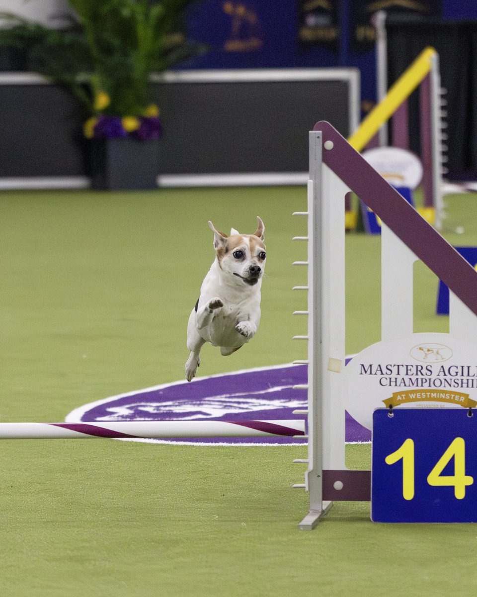 It’s not a leap year, but these moments on the Masters Agility course beg to differ.