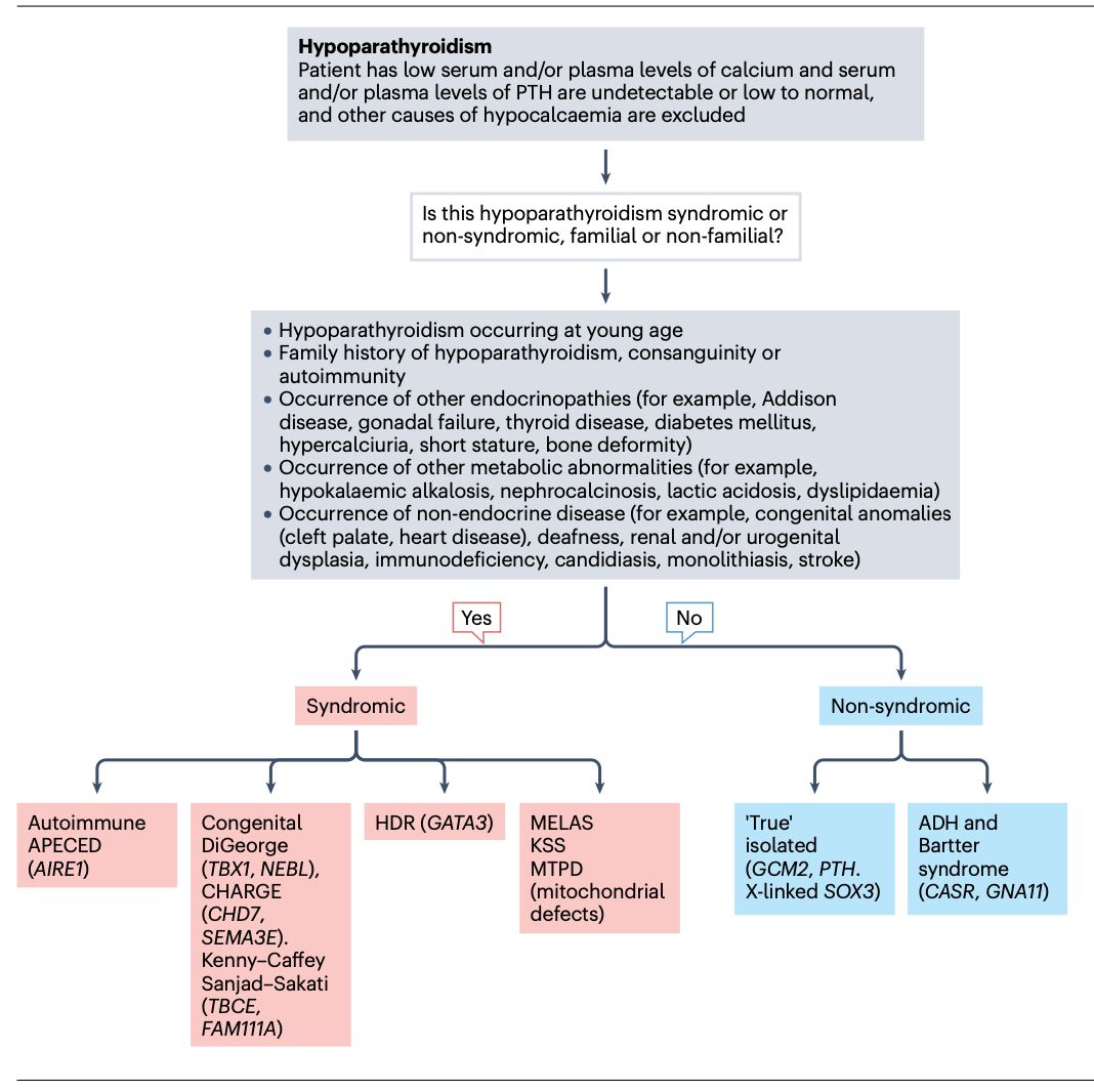 #Endocrinología #MedicinaInterna
Algoritmo para determinar la etiología genética del hipoparatiroidismo.

Nat Rev Endocrinol. 2025. doi:10.1038/s41574-024-01075-8