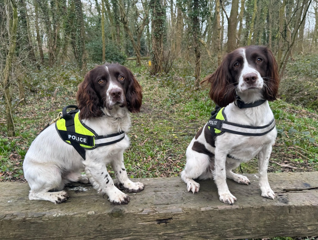 Congratulations to PD Oakley (L) and PD Pippa (R).
Yesterday both dogs were assessed and we are thrilled to say they are now both licensed Police Dogs (Pippa was a re license) 
Both dogs assisted colleagues with operational searches today with successful results 😊