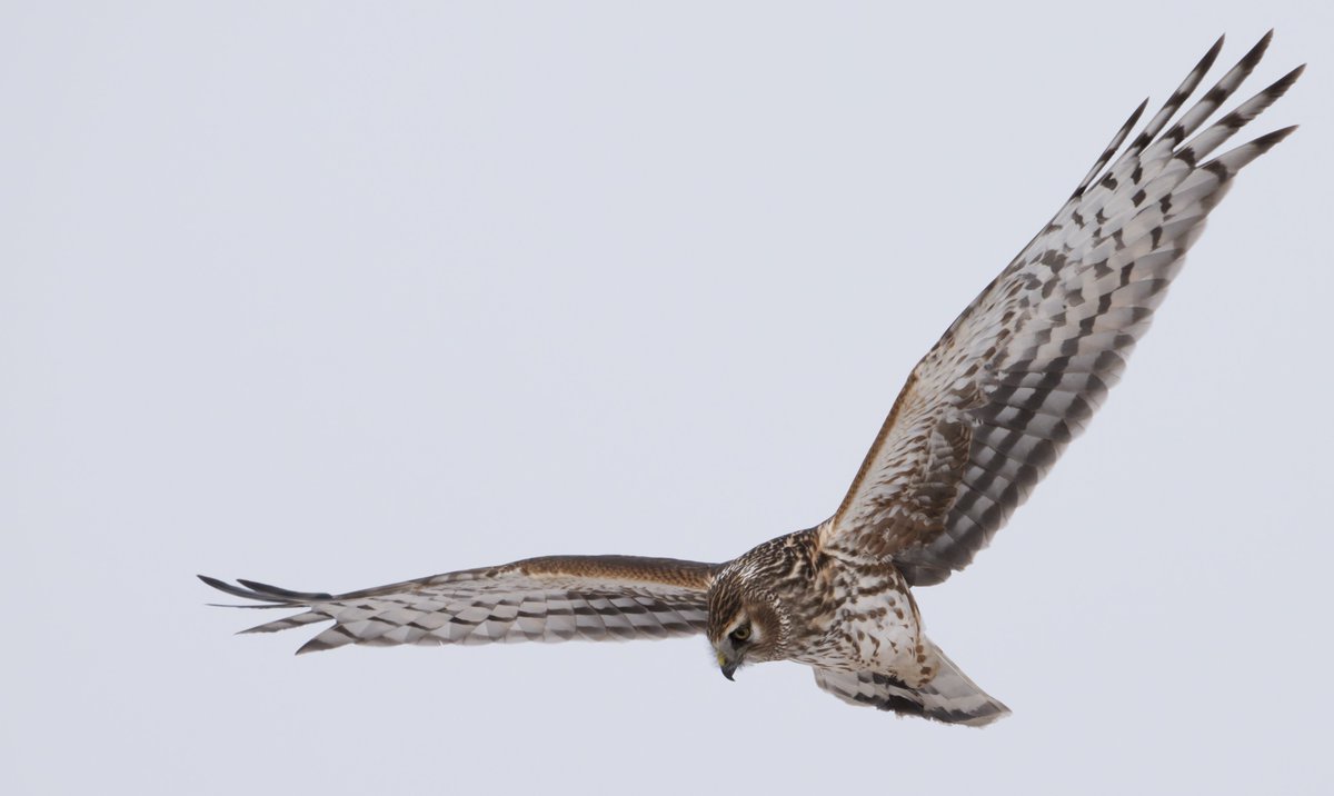 Helmikuun retket: Kymmenen tuhatta lokkia ja voittajana talvesta ulos

nationalsanegraphic.blogspot.com/2025/02/helmik… #linnut