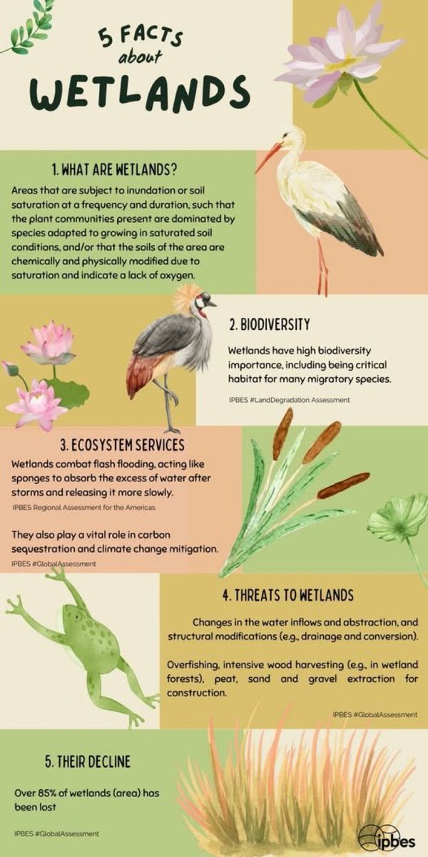 🌿🌊Wetlands provide crucial ecosystem services, combat flooding, &amp; support high #biodiversity!🦆
But they're disappearing fast: over 85% of the world's wetlands have already been lost.🐸
‌
Explore 5 key facts about these ecosystems with this infographic! 
⬇️ via <a href="/IPBES/">ipbes</a>