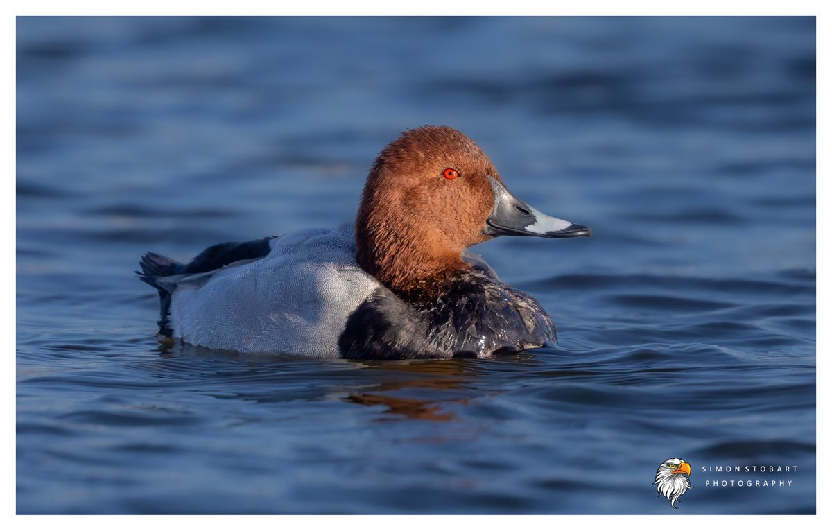 πππ’π€π£ ππ©π€πππ§π© π¦π¦π¦ (@sherburnsi) on Twitter photo Pochard in Northumberland the other day.
<a href="/teesbirds1/">teesbirds</a>
<a href="/teeswildlife/">Tees Wildlife</a>
<a href="/DurhamBirdClub/">Durham Bird Club</a>
<a href="/Natures_Voice/">RSPB</a>
<a href="/NatureUK/">NatureUK</a>
<a href="/WildlifeMag/">BBC Wildlife</a>
<a href="/BBCSpringwatch/">BBC Springwatch</a>
<a href="/NTBirdClub/">Northumberland & Tyneside Bird Club</a>
<a href="/CanonUKandIE/">Canon UK and Ireland</a>
#naturephotographyday #birds #wildlifephotography Pochard in Northumberland the other day.
<a href="/teesbirds1/">teesbirds</a>
<a href="/teeswildlife/">Tees Wildlife</a>
<a href="/DurhamBirdClub/">Durham Bird Club</a>
<a href="/Natures_Voice/">RSPB</a>
<a href="/NatureUK/">NatureUK</a>
<a href="/WildlifeMag/">BBC Wildlife</a>
<a href="/BBCSpringwatch/">BBC Springwatch</a>
<a href="/NTBirdClub/">Northumberland & Tyneside Bird Club</a>
<a href="/CanonUKandIE/">Canon UK and Ireland</a>
#naturephotographyday #birds #wildlifephotography