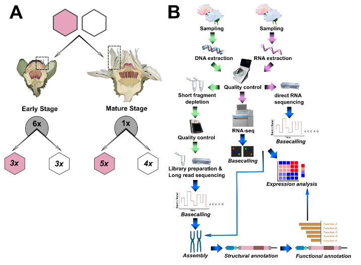Our updated Victoria genome preprint now includes an 'Additional file 0.' Bioinformaticians, we thought you might appreciate this—what do you think?
#OpenScience #Bioinformatics #Preprints
doi.org/10.1101/2024.0…