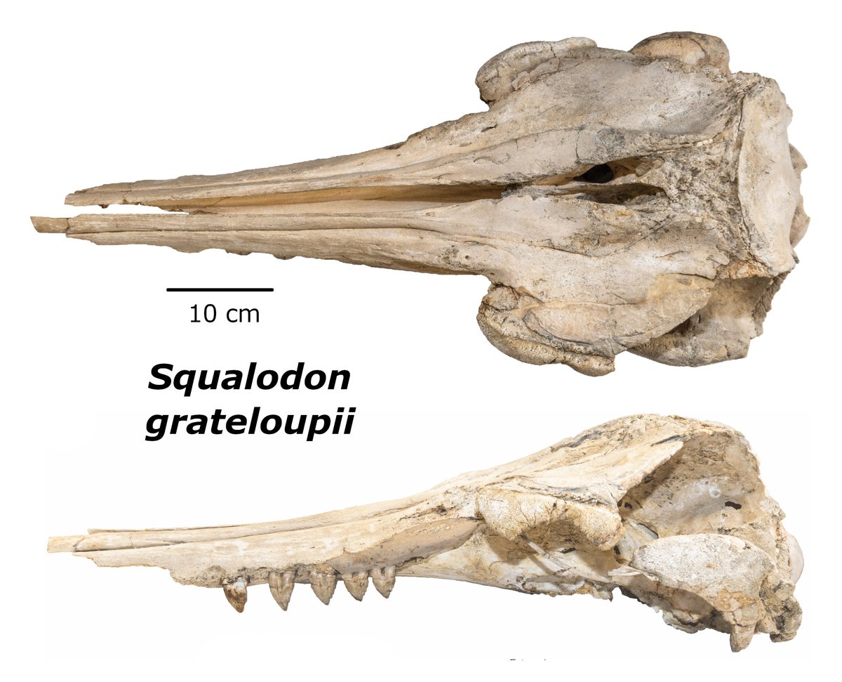 The PalAss (@thepalass) on Twitter photo Insight into the evolution of toothed whales: redescription of Oligo-Miocene dolphin Squalodon grateloupii onlinelibrary.wiley.com/doi/full/10.10… <a href="/maruchelys/">Margot 🐢🏳️🌈 Nelson PhD</a> #FossilFriday <a href="/MorphoBank/">MorphoBank @morphobank@ecoevo.social</a> <a href="/wileyearthspace/">Wiley Earth and Space Science</a> Insight into the evolution of toothed whales: redescription of Oligo-Miocene dolphin Squalodon grateloupii onlinelibrary.wiley.com/doi/full/10.10… <a href="/maruchelys/">Margot 🐢🏳️🌈 Nelson PhD</a> #FossilFriday <a href="/MorphoBank/">MorphoBank @morphobank@ecoevo.social</a> <a href="/wileyearthspace/">Wiley Earth and Space Science</a>