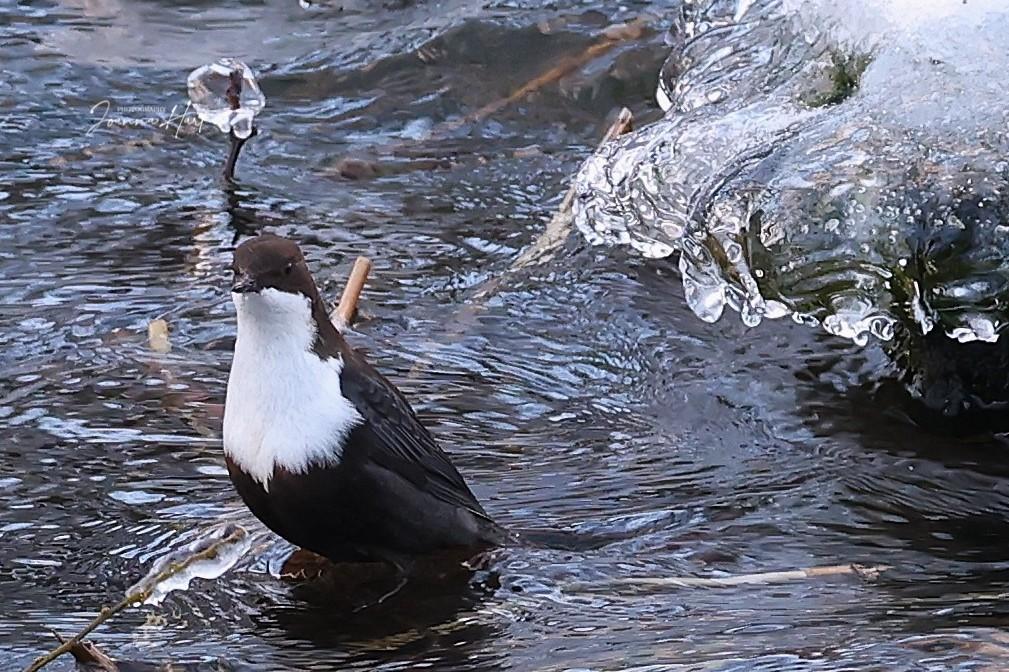 Deze duikt met plezier in het ijswater....ik ben nog lang niet zover