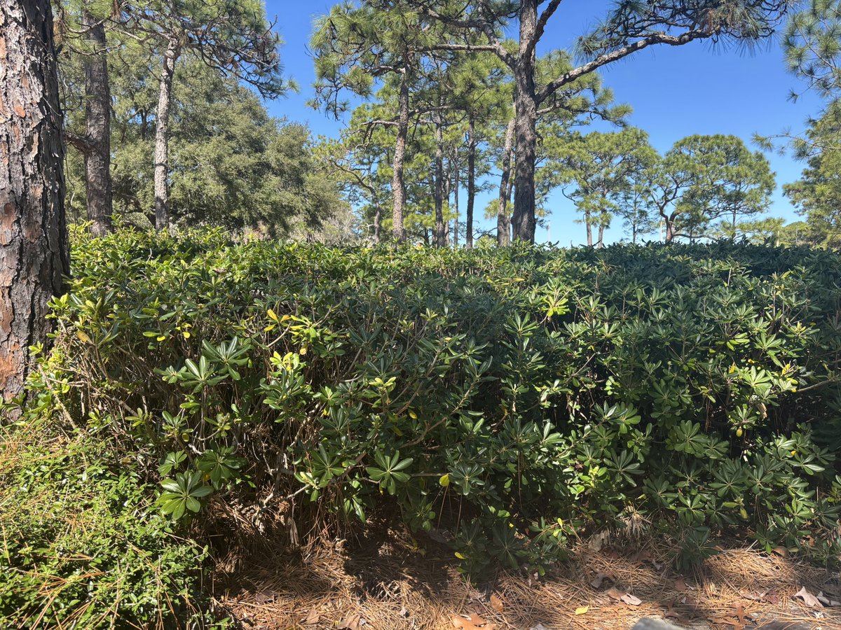 AuthorBAtkinson's tweet photo. The sun, the trees, the fresh air—this is what peace looks like. ☀️🌿✨.Sometimes, all we need is a moment to pause, breathe, and remind ourselves of what truly matters 🌎💛. #PeacefulMoments #NatureTherapy #FreshAirHeals https://t.co/FHCbAtNxhn