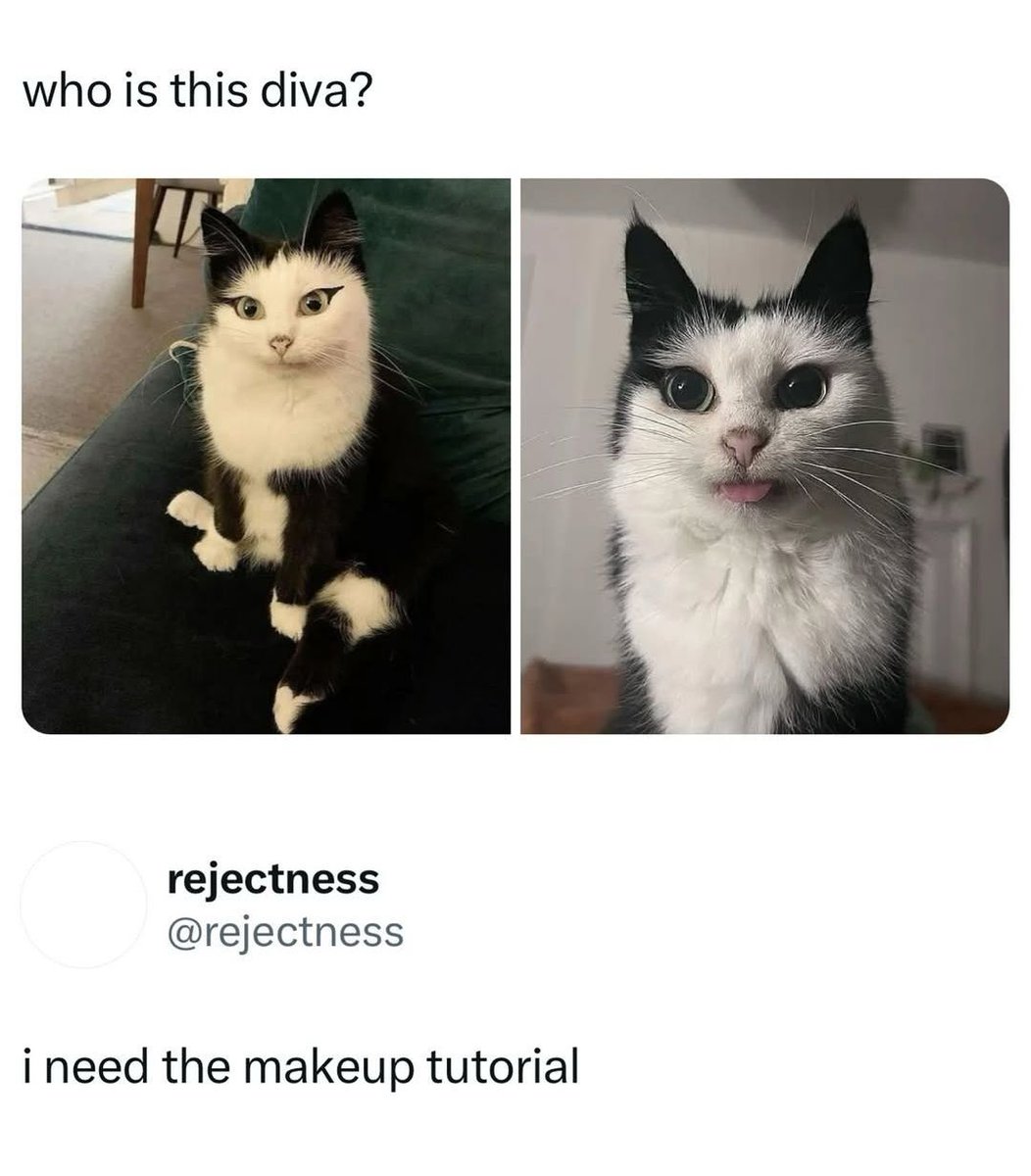 Why you should have a cat tweet media