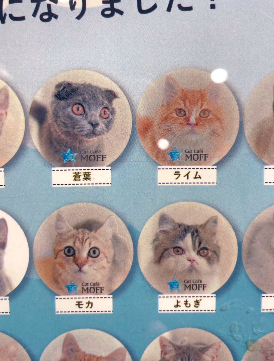 atari_min's tweet image. 猫カフェでの出会い🐈