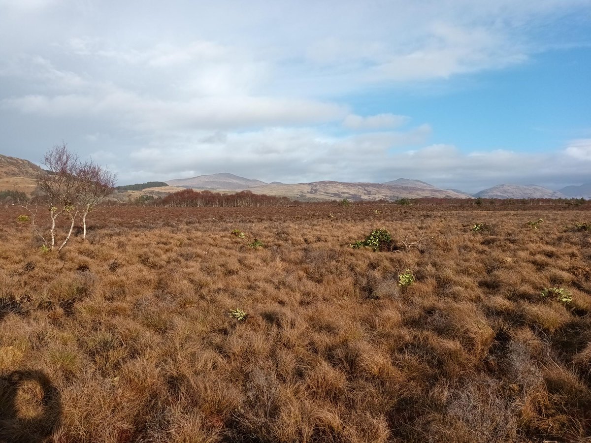 Our Achnacree #BogSquad work party in #NorthConnel #Argyll was a great success removing a large area of #InvasiveRhododendron, despite the hail storm at lunch #Thankyou very much to all our volunteers that took part on the day