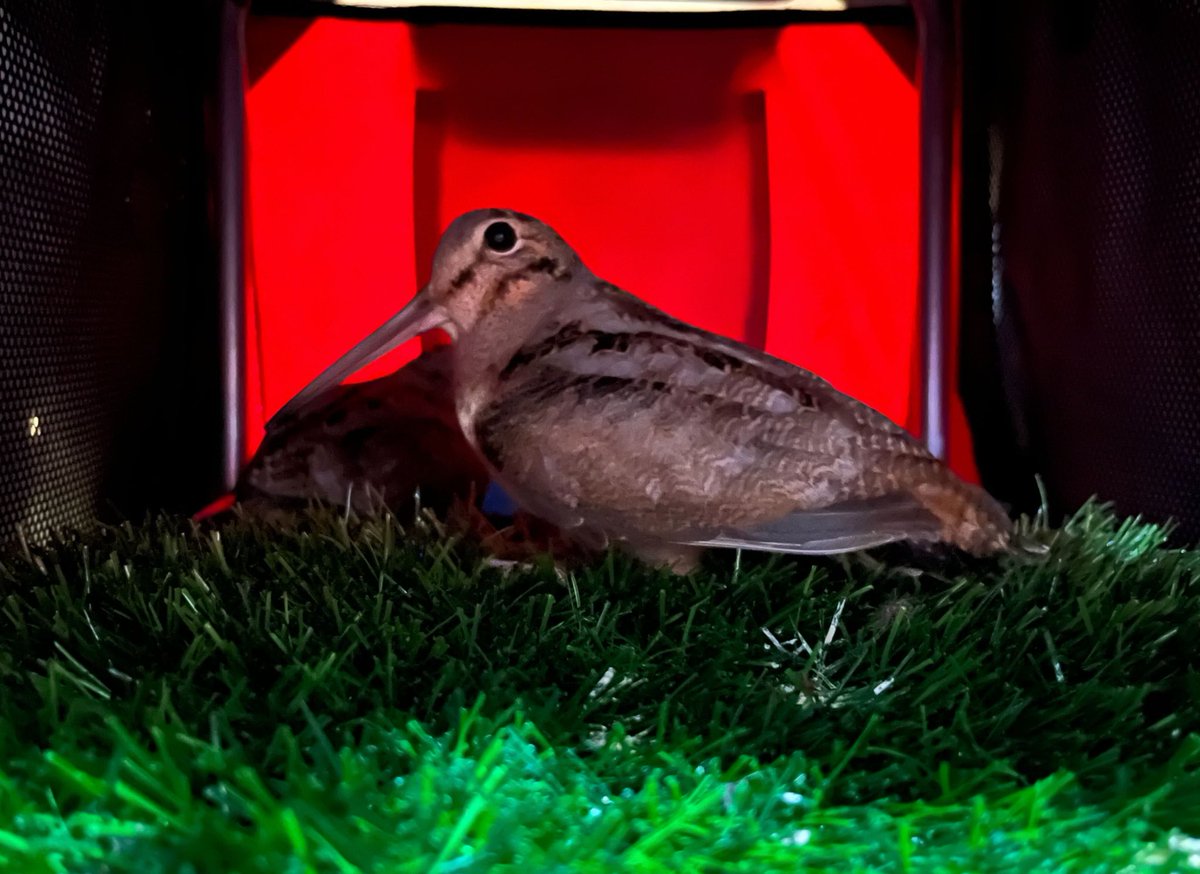It’s officially woodcock o’clock ⏰ here in NYC, a city in the EDT zone (Eastern Doodle Time).

Honestly, we’ve been receiving woodcocks occasionally throughout the winter, but they’re now truly on the move. We admitted 3 in one day this week.

📷: Phyllis Tseng