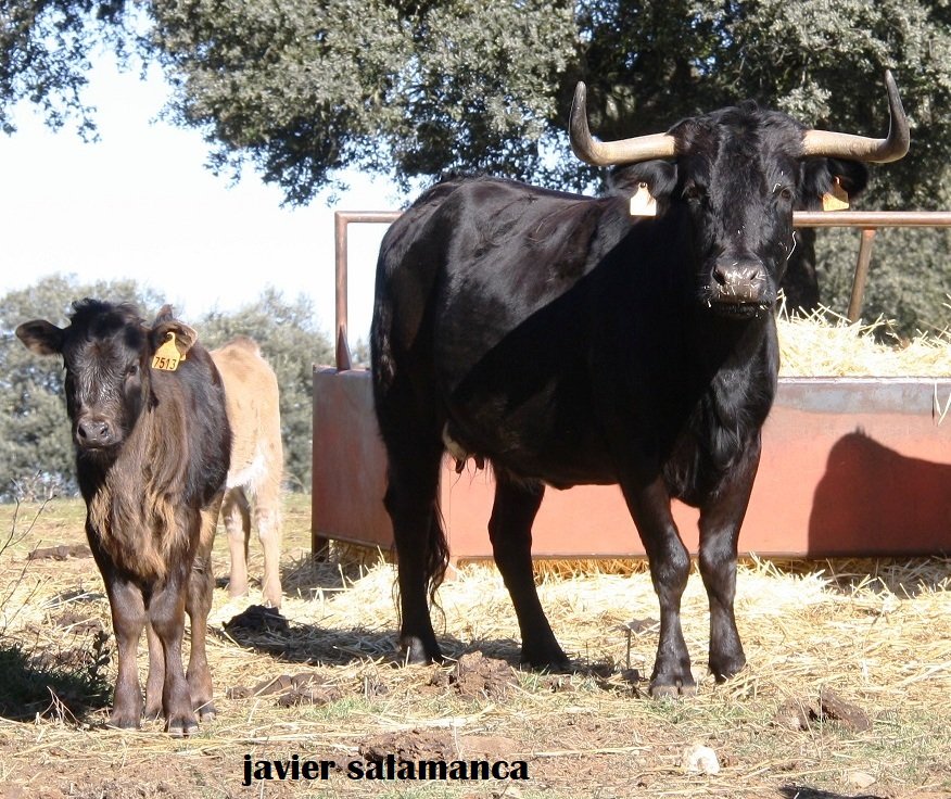 #CampoBravo Ganadería de "Eduardo Martín Cillero": "Atanasios" muy vivos. 

elmuletazo.com/2025/02/28/gan…