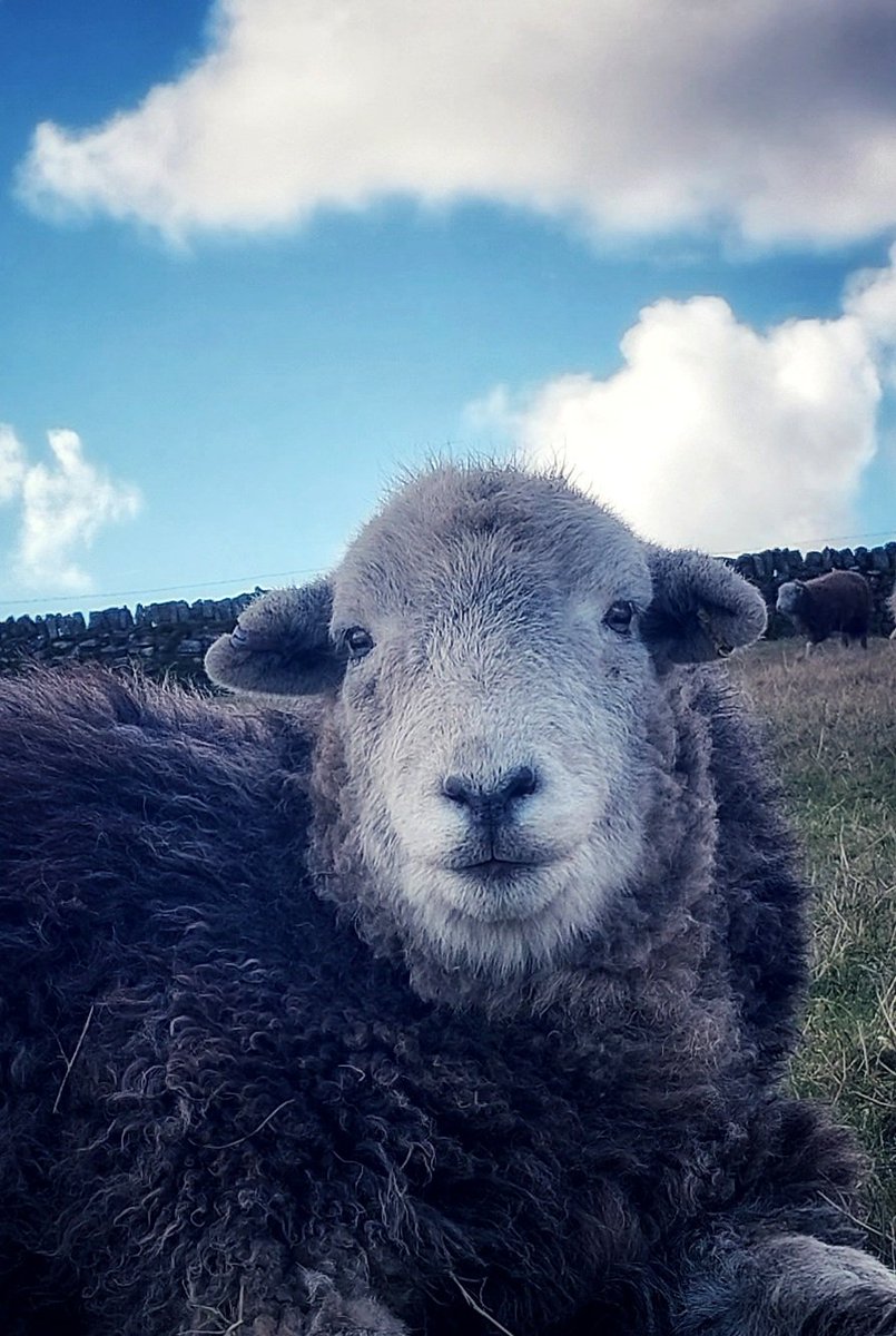 Gorgeous day today, sun shining, blue skies, skylarks singing, and Bramble just chilling 💙🩵💙
#herdwicks #sheep #peakdistrict