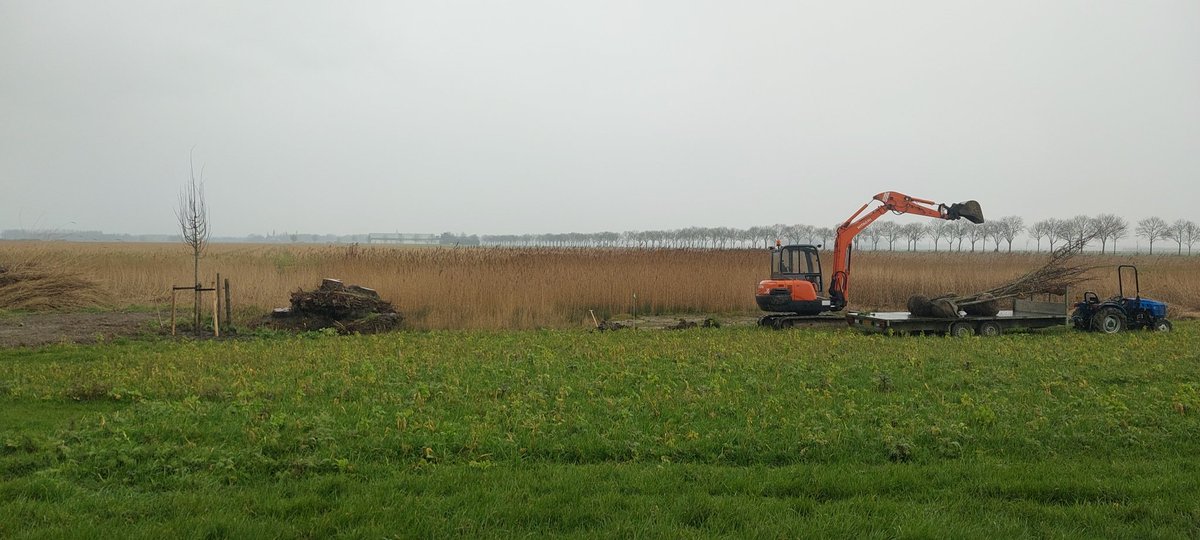 Anna_Hoeve's tweet photo. Van het najaar zijn een aantal essen gerooid om nieuwbouw te realiseren.  @Mjajongenelen heeft 16 mooie winterlinde geleverd die we vandaag hebben geplant over de gehele lengte langs de gebouwen. 
#biodiversiteit #bestuivers https://t.co/Ltsw9yJDiw