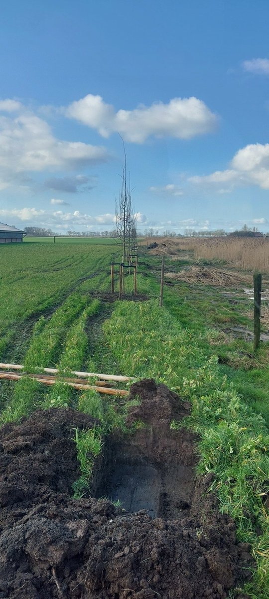 Anna_Hoeve's tweet photo. Van het najaar zijn een aantal essen gerooid om nieuwbouw te realiseren.  @Mjajongenelen heeft 16 mooie winterlinde geleverd die we vandaag hebben geplant over de gehele lengte langs de gebouwen. 
#biodiversiteit #bestuivers https://t.co/Ltsw9yJDiw