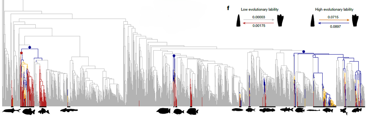 3/10 Complex teeth (e.g. molars) are a key innovation for mammals and squamates. In fishes, they evolve many (&gt;86) times but remain rare (~11% of species), evolving slowly across most of the tree. But in a few groups, the rate is significantly increased – evolutionary lability.