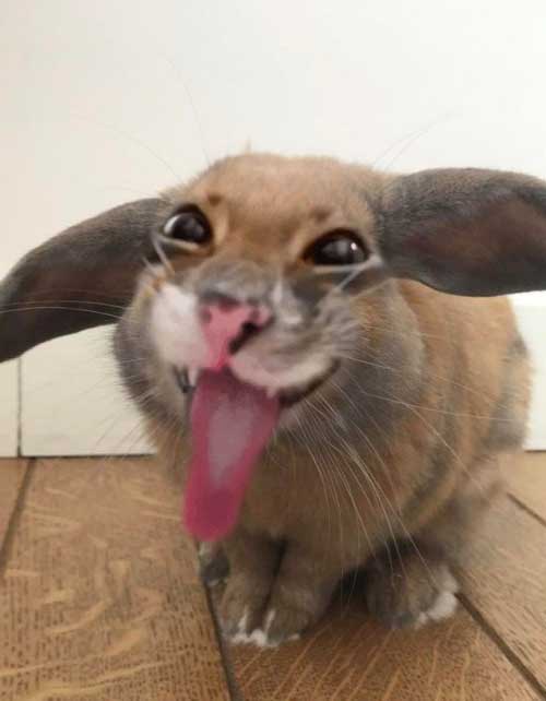 how do I get my cabbit to stop doing this