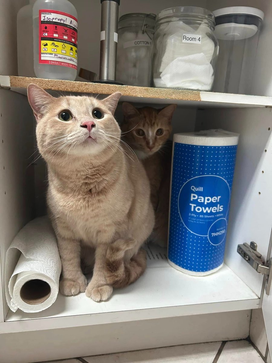 These two cuties are Stanley &amp; Millie 😺❤️😺

They are both 1 year old and came to see us for updated wellness care. Millie is the buff one in the front and Stanley is the one behind. They had way too much fun exploring the room!

We look forward to seeing you next time, Stanl...