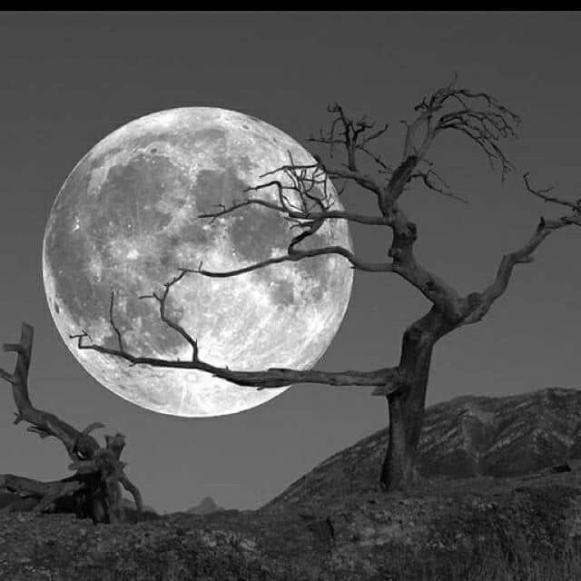 Most seem to think that this will be the last big crypto cycle

The “LAST MOON” is upon us, and $DBTC has limited seats available for this trip. Hop in our telegram and secure yours. 

If anyone guesses the name correctly for the upcoming DEX launch before we put out the socials