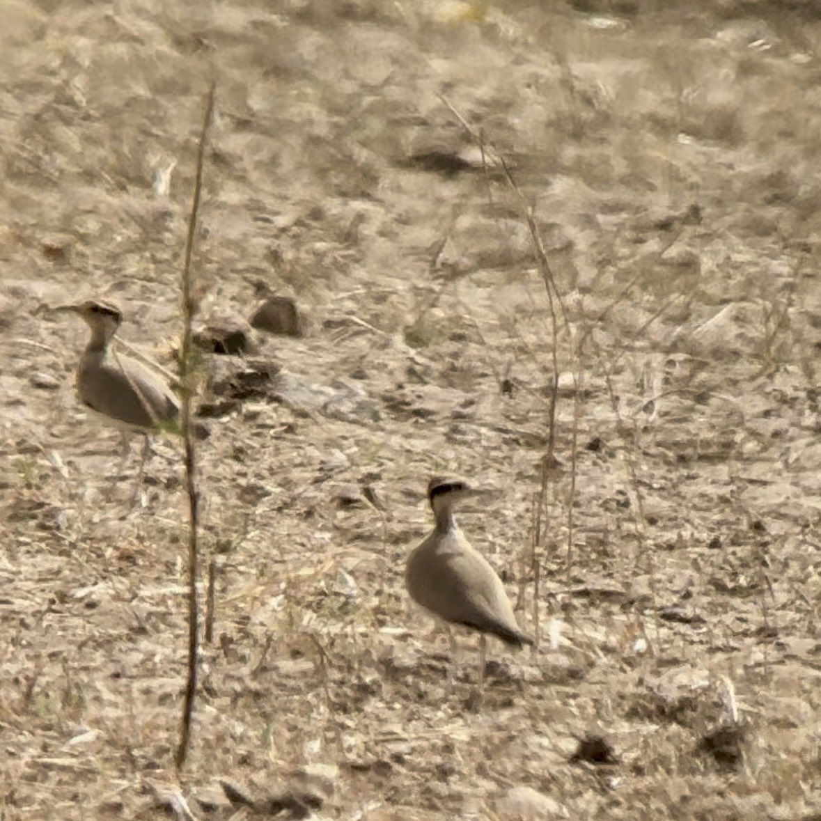 Temminck’s and Bronze-winged Coursers were a fantastic ‘courser’ double in The Gambia (the latter at the third attempt) but impossible to get any decent images. Temminck’s also hard work in the heat of the savannah but great views of at least 6 birds.
<a href="/OrioleBirding/">Oriole Birding</a>