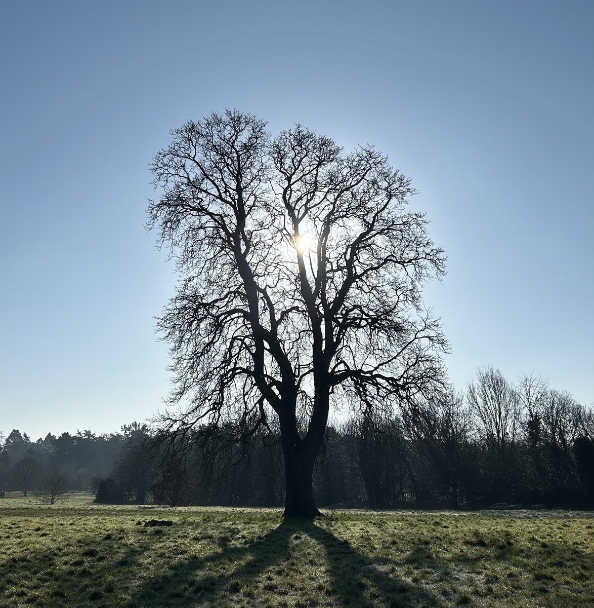 WoodlandNomad's tweet image. You are all probably getting enough political analysis this evening so I will just share this view. 
Final day of February and nice that it was a sunny one 😎
#TreeClub🌳
