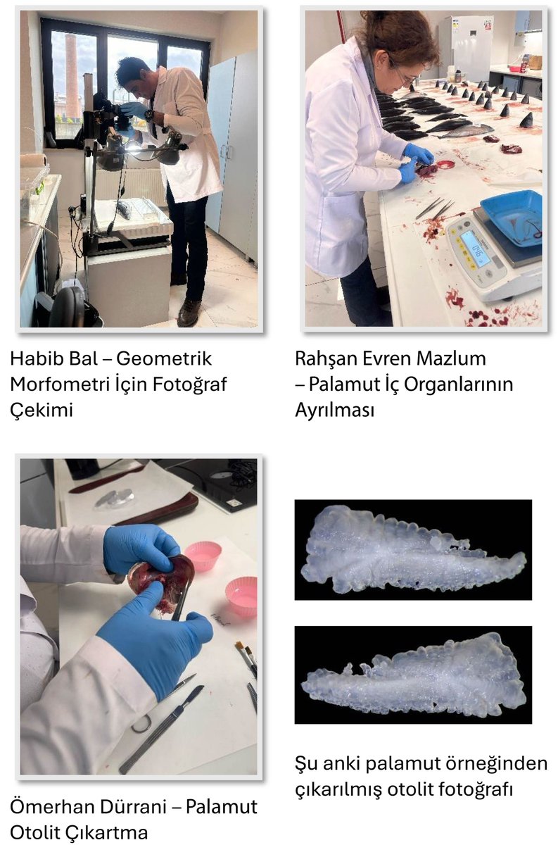 As the PI, I'm leading <a href="/Tubitak/">TÜBİTAK</a>-supported project on determination of stock structure of Atlantic bonito in the @BlackSea using morphological markers: Artificial intelligence-based age estimation.
Their #otoliths are tiny &amp; fragile, so soft brushes are used for careful cleaning!