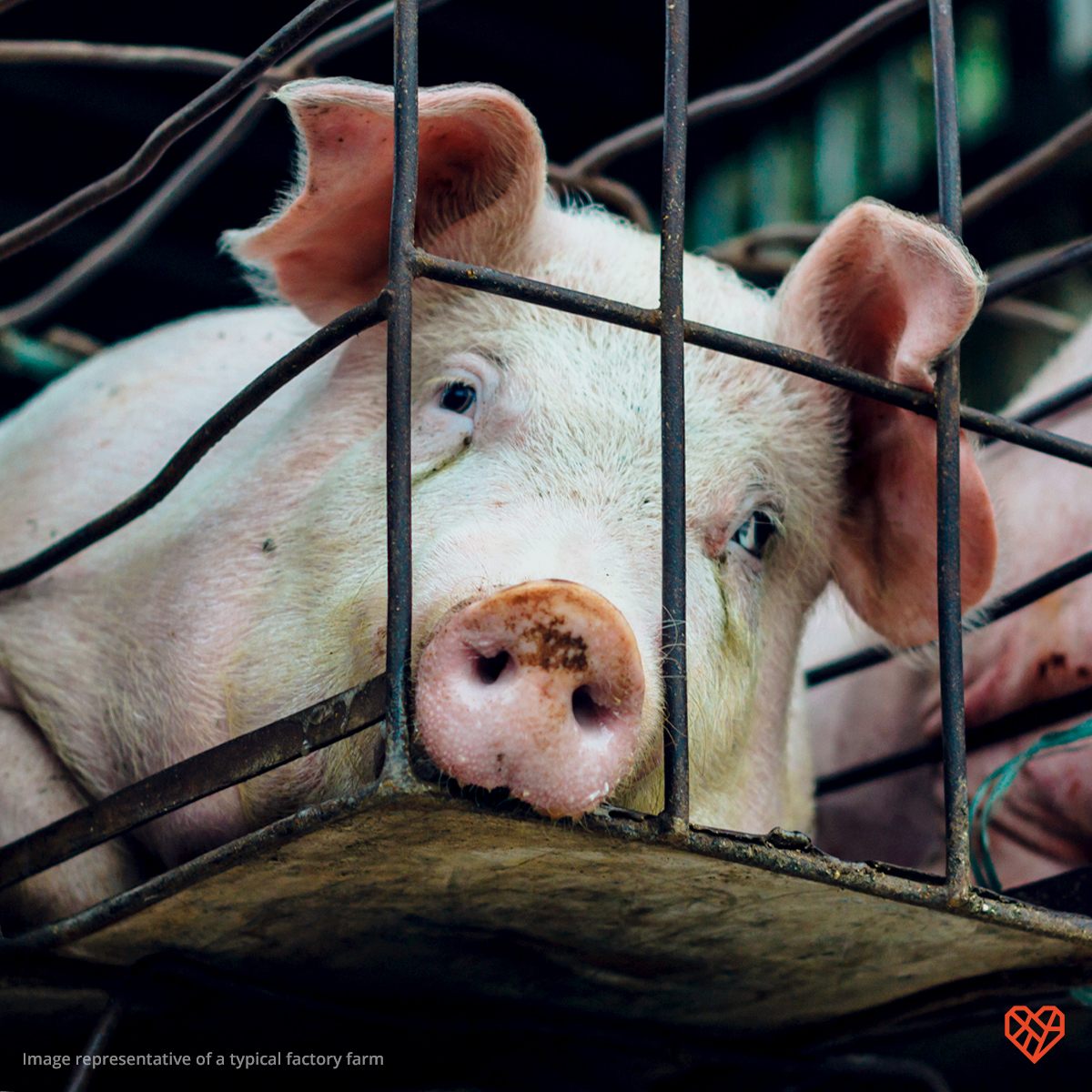 The Humane League tweet media