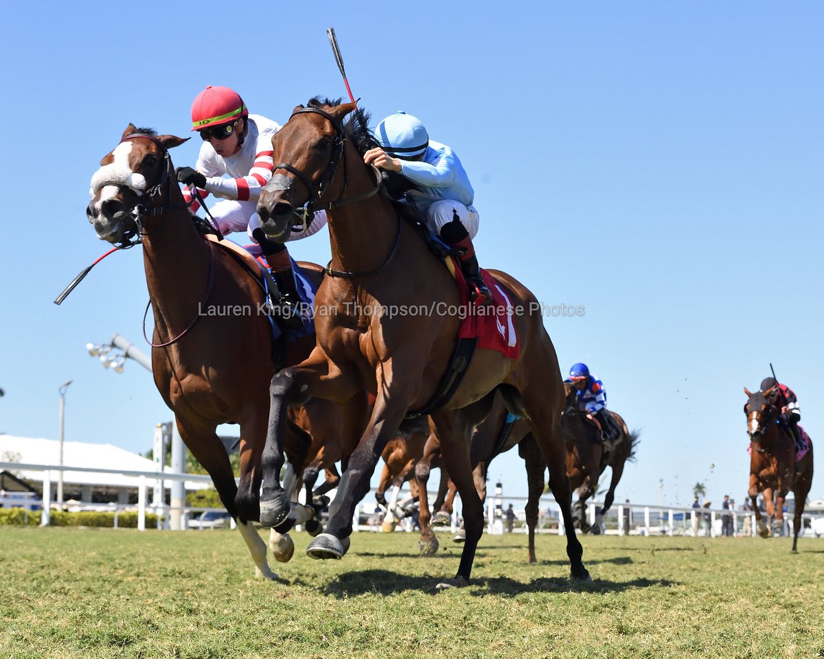 Without Cause (1) defeats Tiz Ready by a nose to score in race 2, <a href="/DavisJockey/">Dylan Davis 🇺🇸🏇🍀</a> in the stirrups for trainer <a href="/markecasse/">Mark Casse</a> and owners Ironhorse Racing Stable and T-N-T Equine Holdings. #GulfstreamPark #ChampionshipMeet 

Without Cause (1) derrota a Tiz Ready por una nariz para