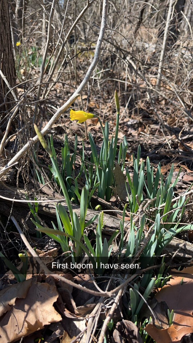 We mentioned these a few weeks ago on the podcast. Come on spring!  #plant25