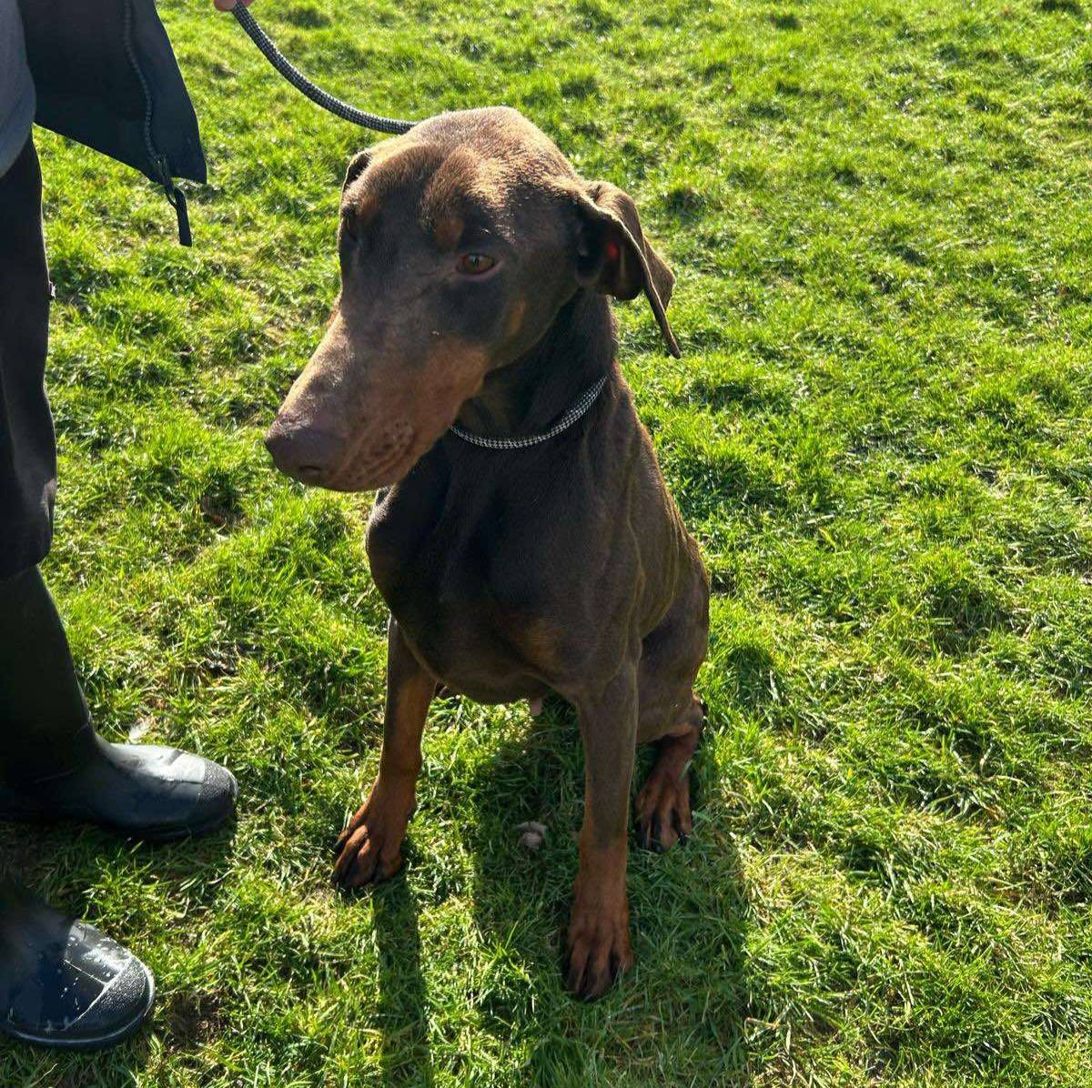 ‼️URGENT‼️ PLEASE RETWEET, THESE DOGS DIE ON 3RD MARCH 2025 IF A SPACE IN AN ESTABLISHED RESCUE IS NOT OFFERED BY EVENING OF 2/3.
#DOBERMAN AND #SHARPEI CROSS, both females approx 5-8 years old. Rescue space needed, bonded pair. Unwanted by owners!! 
Both extremely lovely dogs.
