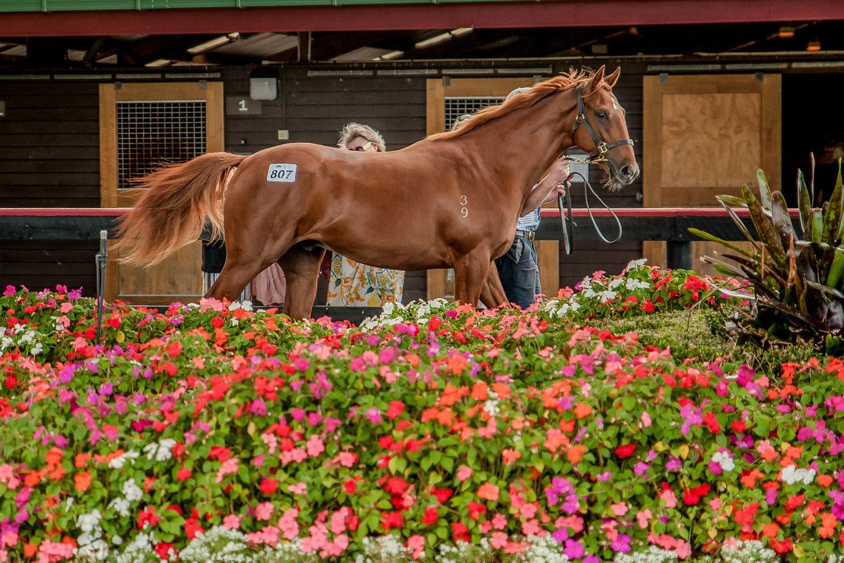 KarakaChat's tweet image. Saturday's  Group One Verry Elleegant Stakes (1600m) will also see two Karaka graduates battle it out 🏇🏆

🐴#GoldenPath (NZ) (Belardo) – Purchased by Mr M Rogers for $35,000 from Ardsley Stud’s Karaka 2021 draft.

🐴#Ceolwulf (NZ) (Tavistock) – Purchased by Mr JW Pride &amp;amp; Mr LJ