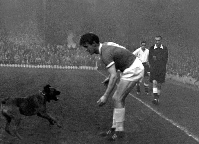 rachel_viollet's tweet image. My dad trying to coax a pitch invader! 🐕😂 Always wondered what match this was. Anyone know?!

#mufc #manutd #mufc_family #reddevils