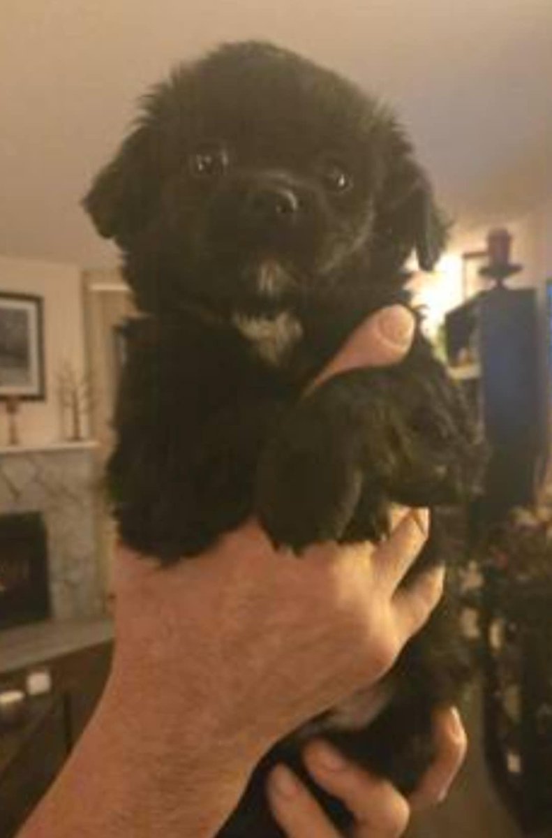 COURTESY POST this is not an <a href="/thankdogiamout/">Thank Dog I Am Out Dog Rescue Society</a>  dog - please contact the owner directly at:
Shanes.stevens96@outlook.com 
Or text
604 791 5963
This is  a 9 week old “Poochi” (poodle:chi mix) , male , 1st round of shots ✅ Dewormed ✅
Older kids only 
Located in the Valley
Again