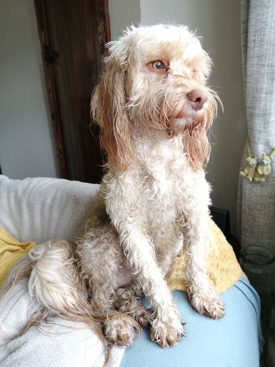 Thomas has found the mud and water again. It's a good job there are multiple blankets and fleeces on the settee. Mind you he looks as if he hasn't a care in the world.