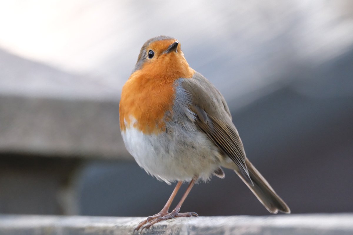 Friday friend 💕🙏🏻🪶

<a href="/Natures_Voice/">RSPB</a> 
<a href="/BBCSpringwatch/">BBC Springwatch</a> 
<a href="/BBCCountryfile/">BBC Countryfile</a> 
<a href="/FujifilmUK/">FUJIFILM UK & Ireland</a> 

#lovenature 
#BirdWatching 
#mygarden