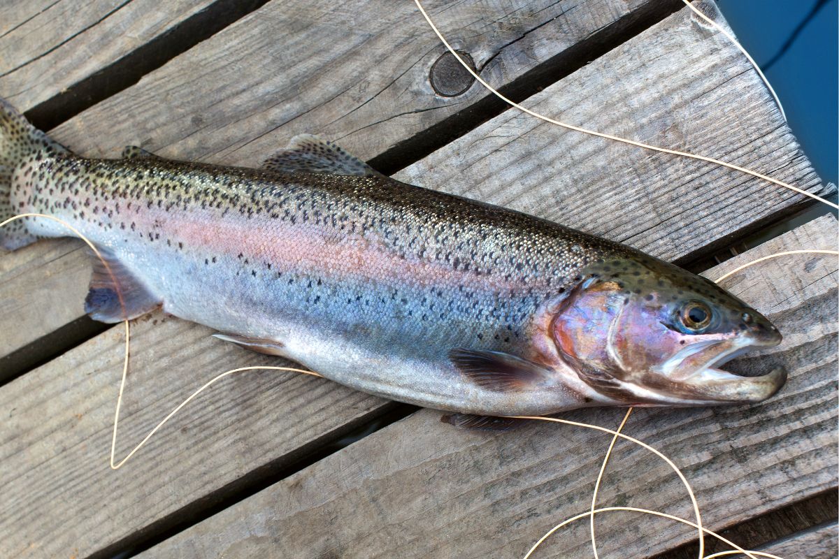 Ydych chi’n barod am y penwythnos?
Are you ready for this weekend? 

#fishing #pysgota #angling #fishinginwales #trout #welshwater #dwrcymru #welshwateradventures #llandegfedd