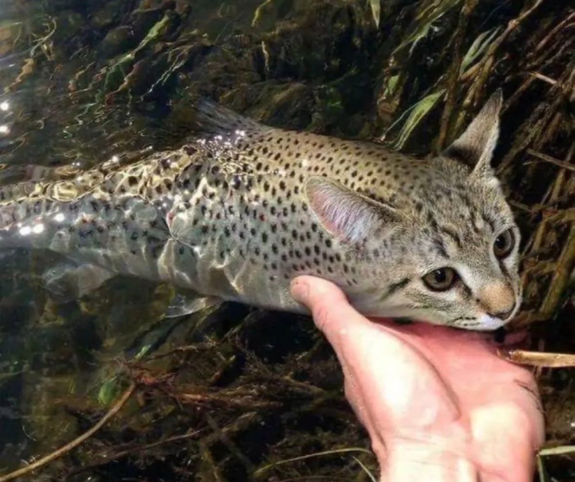 Why you should have a cat tweet media