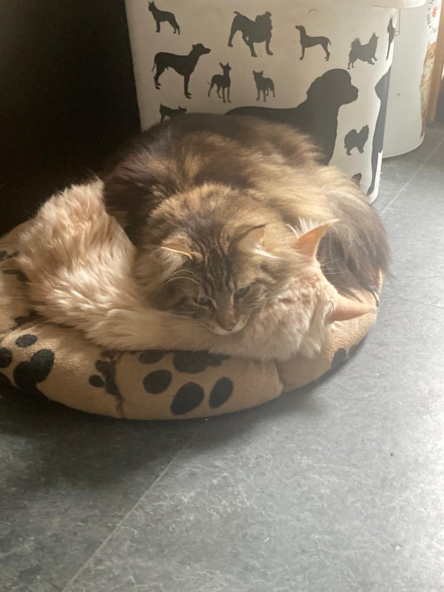 dark_daan's tweet photo. @SnowFable I hope the 2 cat pictures will make you better and stay safe take it easy https://t.co/cA3Zgj0NzY